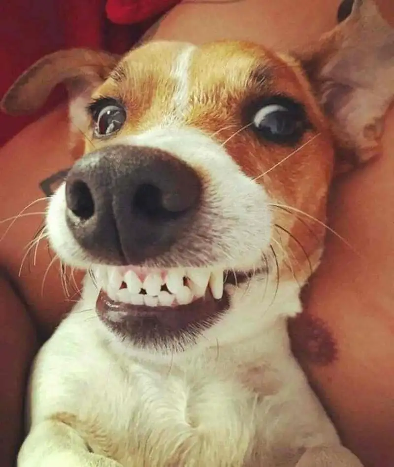 Hình chó bựa dễ thương khiến bạn không thể nhịn cười Hình chó bựa dễ thương khiến bạn không thể nhịn cười