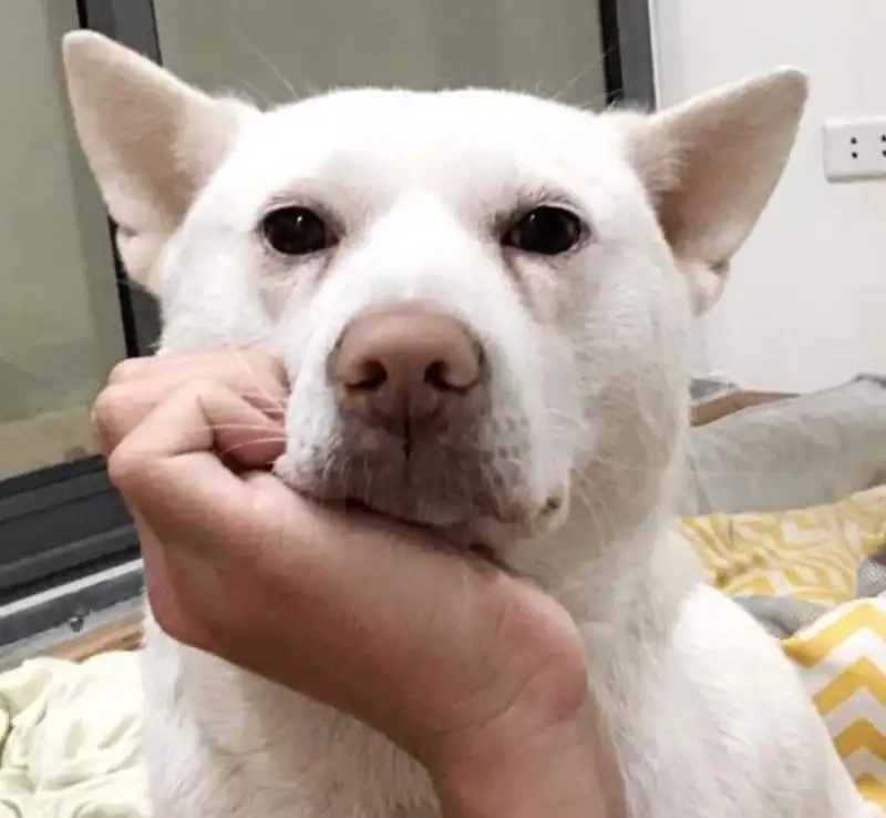 Chó con khóc đêm dễ thương cho những ai yêu thích thú cưng Chó con khóc đêm dễ thương cho những ai yêu thích thú cưng