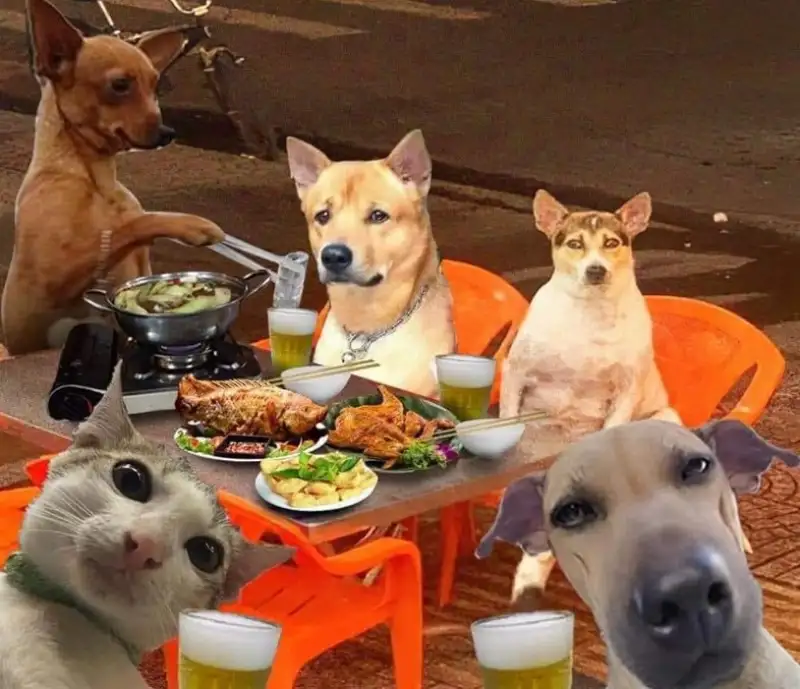 Hình con chó khóc dễ thương khiến bạn không thể nhịn cười Hình con chó khóc dễ thương khiến bạn không thể nhịn cười