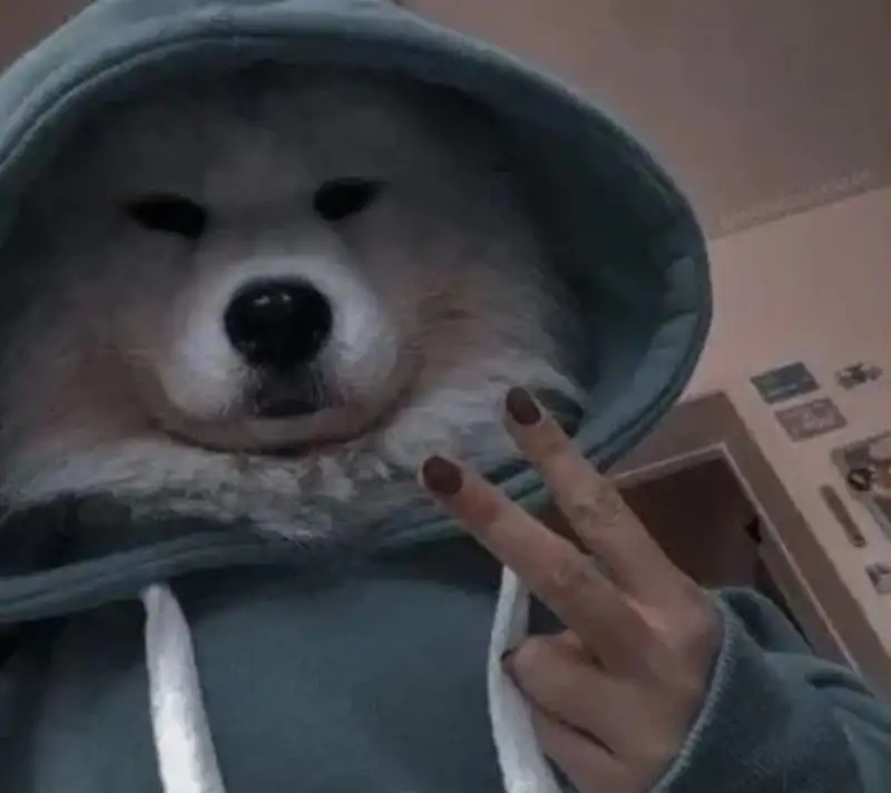 Meme chó đeo kính giúp bạn thư giãn và cười thoải mái Meme chó đeo kính giúp bạn thư giãn và cười thoải mái