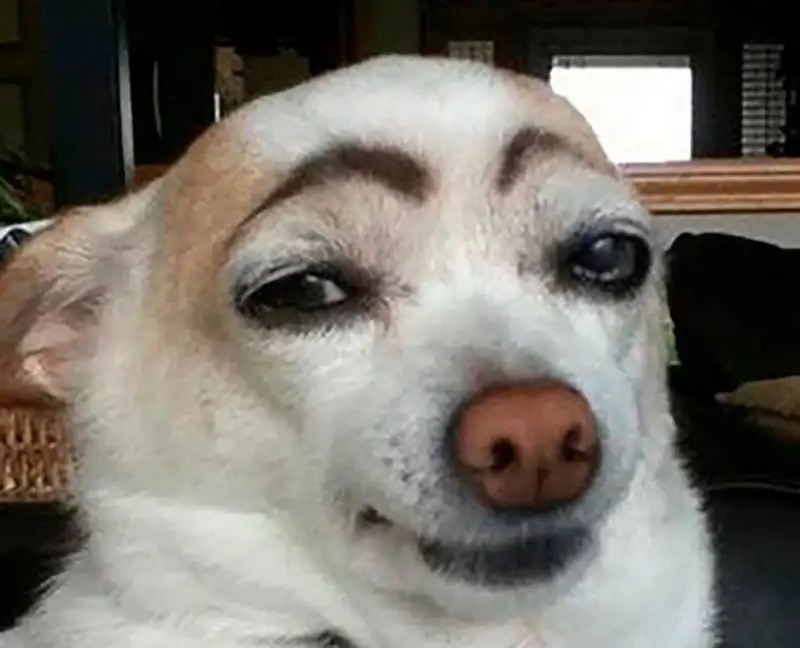 Chó shiba hoạt hình dễ thương cho những ai yêu thích hoạt hình Chó shiba hoạt hình dễ thương cho những ai yêu thích hoạt hình