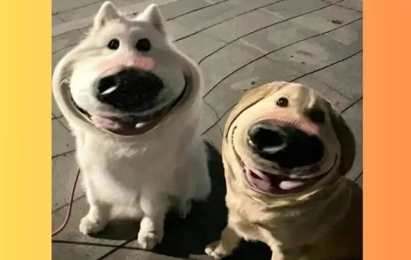 Chú chó shiba meme dễ thương khiến bạn không thể quên Chú chó shiba meme dễ thương khiến bạn không thể quên