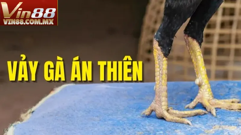 Vảy gà án thiên là một loại vảy đặc biệt trên đôi chân của gà Vảy gà án thiên là một loại vảy đặc biệt trên đôi chân của gà