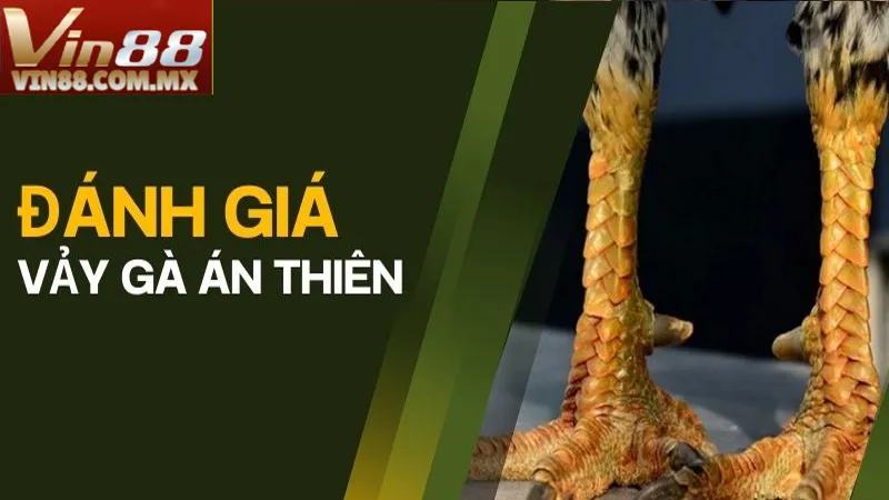 Những chiến kê có vảy án thiên thường được đánh giá là có sức chịu đựng Những chiến kê có vảy án thiên thường được đánh giá là có sức chịu đựng