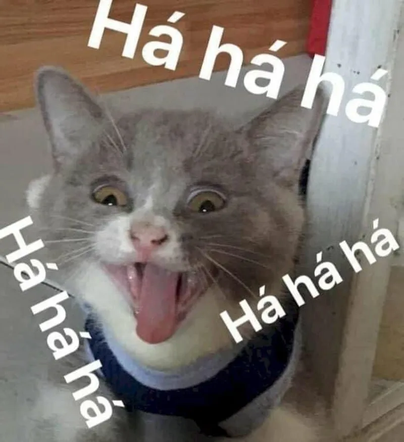 Cập nhật ảnh meme hài hước hot nhất mạng xã hội hiện nay