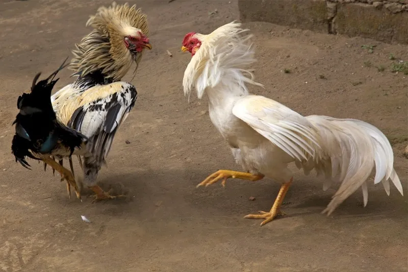 So Sánh Kèo Đá Gà Chấp và Kèo Đá Gà Trực Tiếp So Sánh Kèo Đá Gà Chấp và Kèo Đá Gà Trực Tiếp