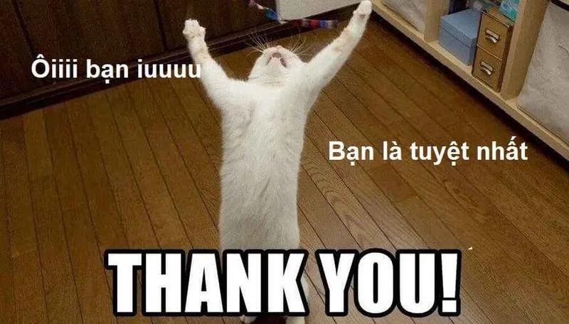 Cat thank you meme giúp bạn thể hiện sự cảm ơn một cách sáng tạo