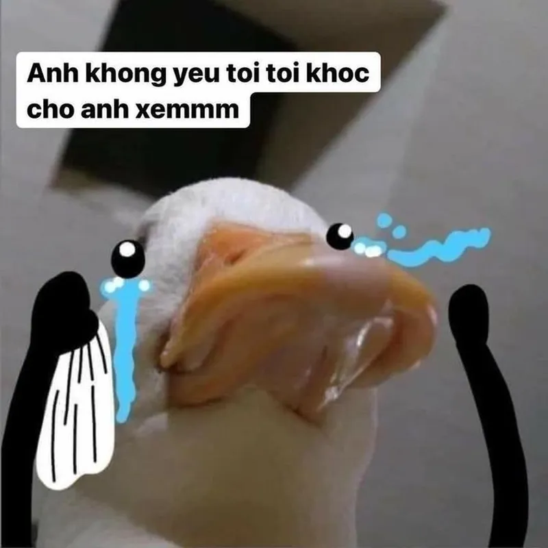 Meme ảnh vịt chế giúp bạn thể hiện sự hài hước một cách sáng tạo