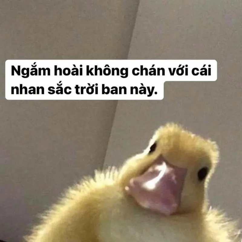 Con vịt cầm dao meme mang đến sự hài hước cho những ai yêu thích động vật