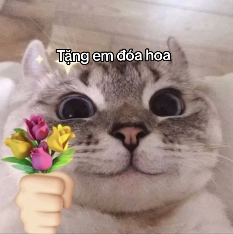 Meme quà tặng cuộc sống giúp bạn thể hiện sự hài hước trong cuộc sống hàng ngày