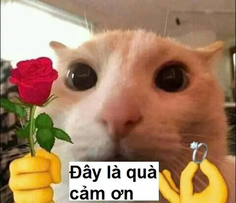 Cute meme mèo tặng hoa giúp bạn thể hiện tình cảm một cách ngọt ngào