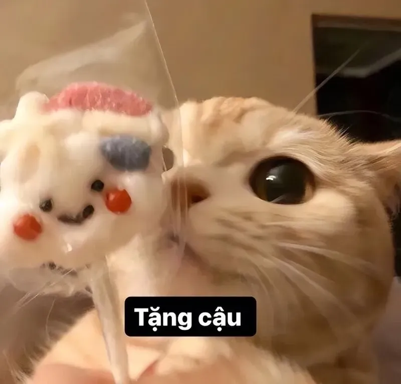 Ảnh meme mèo tặng hoa giúp bạn thể hiện sự dễ thương một cách sáng tạo