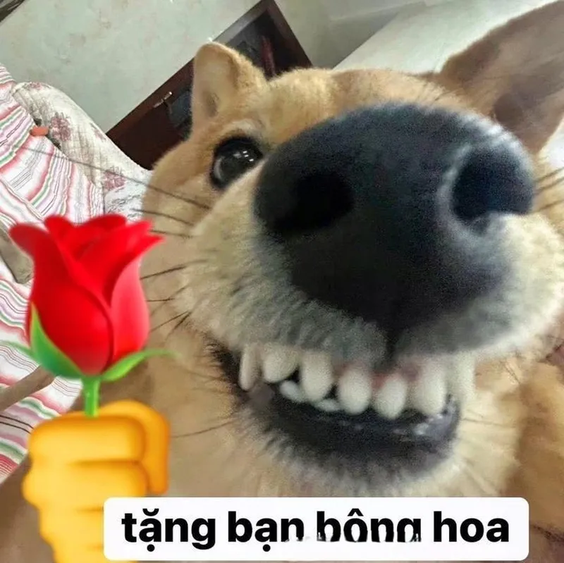 Meme mèo tặng trái tim dễ thương khiến mọi người cảm thấy vui vẻ