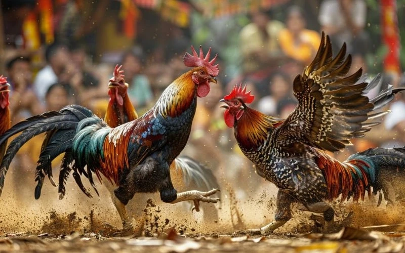 Vì sao nhiều người chọn đá gà tại 789BET?