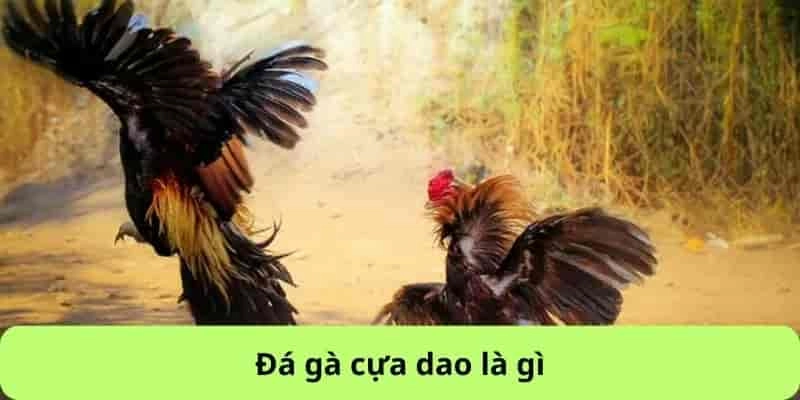 Đá Gà Cựa Dao – Môn Giải Trí Đầy Kịch Tính