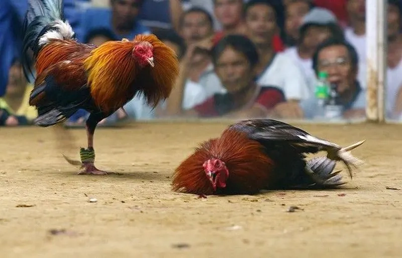 Giao diện lịch sử thi đấu của chiến kê tại New88, hiển thị rõ ràng số liệu thống kê.