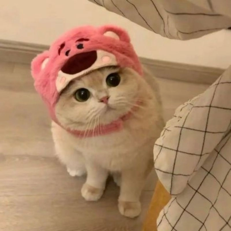 Avatar mèo chibi cute thần thái dễ thương kawaii 