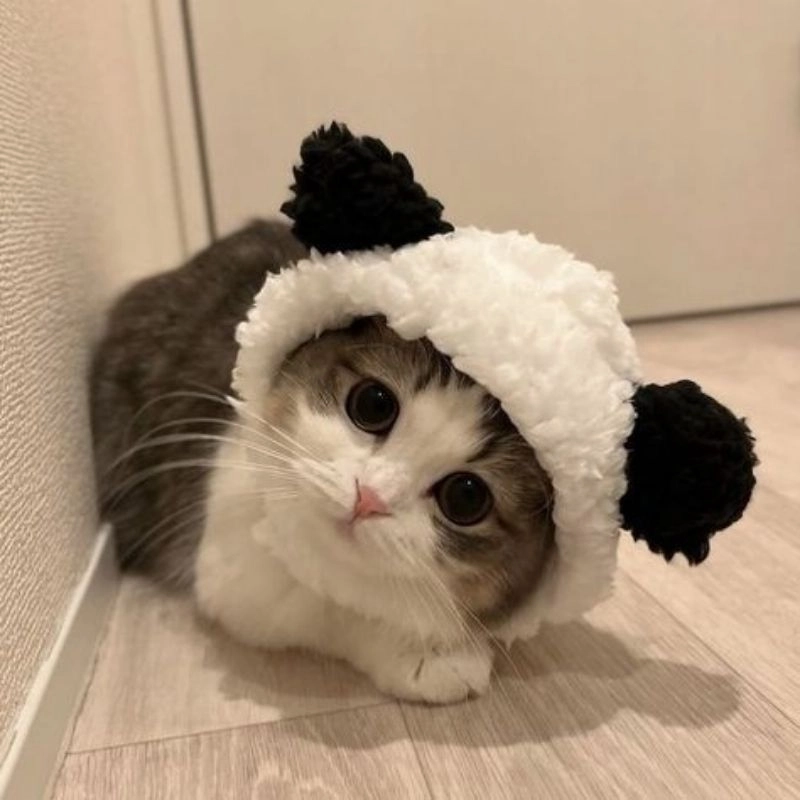 Meo chibi avatar ảnh mèo cute nét vẽ ngộ nghĩnh 