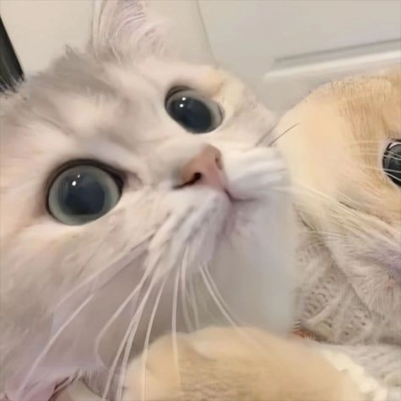 Avatar cute mèo chibi mập nét vẽ ngộ nghĩnh 