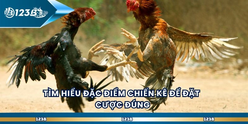 Tìm hiểu đặc điểm chiến kê để đặt cược đúng
