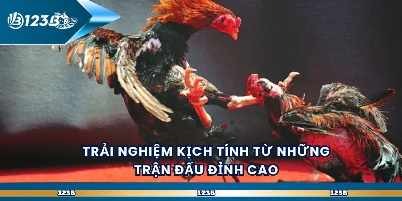 Trải nghiệm kịch tính từ những trận đấu đỉnh cao