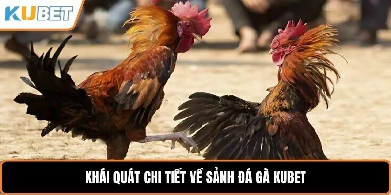 Đá gà Kubet – Trải nghiệm đỉnh cao trong từng trận đấu