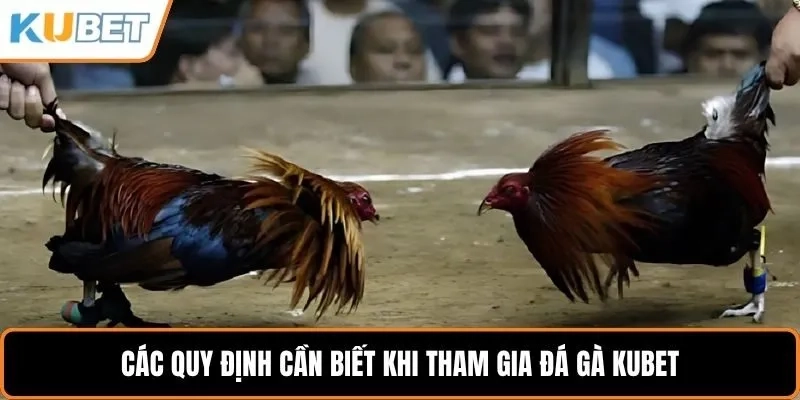 Luật chơi và cách đặt cược trong đá gà Kubet