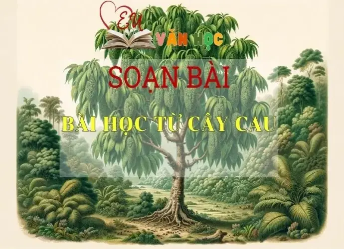 Soạn bài Bài học từ cây cau - Sách Chân trời sáng tạo lớp 7