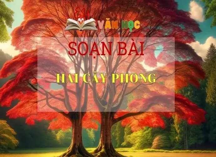 Soạn bài Hai Cây Phong - Sách Chân Trời Sáng Tạo Ngữ Văn 6 ( Tập 2)