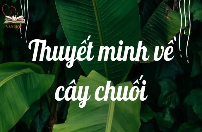 Bài văn mẫu thuyết minh về cây chuối lớp 9 hay và ngắn gọn