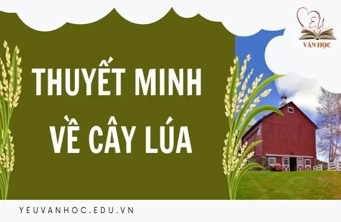 Tham khảo bài văn mẫu lớp 9 thuyết minh về cây lúa hay nhất