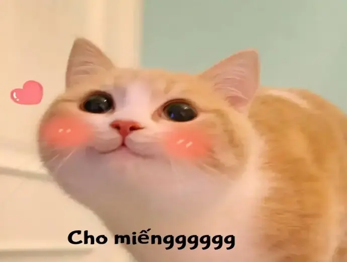 Những meme cute siêu dễ thương bạn không thể bỏ lỡ