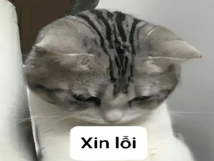 Bộ sưu tập meme xin lỗi dễ thương nhất cho mọi tình huống