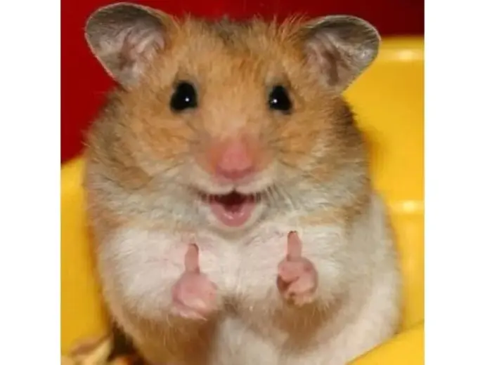 Ảnh hamster meme dễ thương và hài hước nhất bạn phải xem!