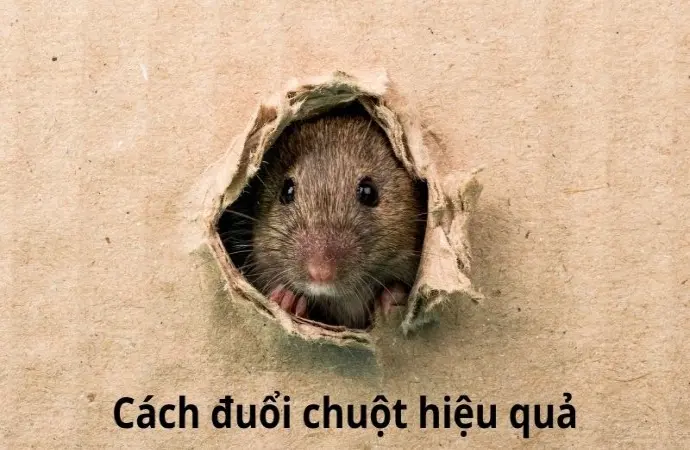 Cách đuổi chuột hiệu quả được nhiều người áp dụng nhất