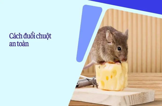 Trải nghiệm cách đuổi chuột vĩnh viễn khỏi nhà cực đơn giản