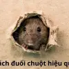 Cách đuổi chuột hiệu quả được nhiều người áp dụng nhất