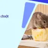 Trải nghiệm cách đuổi chuột vĩnh viễn khỏi nhà cực đơn giản