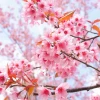 Bức tranh mùa xuân tươi đẹp với những nét vẽ rực rỡ