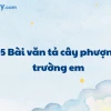 Khám phá Vẻ đẹp Cây Phượng: Bài Văn Mẫu Tả Cây Phượng Vĩ Đầy Cảm Xúc