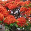 Mở bài gián tiếp tả cây phượng độc đáo