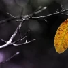 Phân tích Chiếc lá cuối cùng: Tác phẩm ý nghĩa của O. Henry