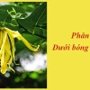 Phân tích sâu tác phẩm Dưới bóng hoàng lan của Thạch Lam