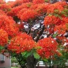 Tổng hợp các kiểu kết bài tả cây phượng hay và ý nghĩa