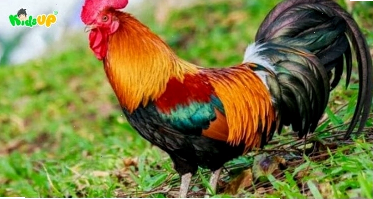 Bài văn mẫu tả con gà trống