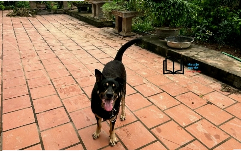 Bạn Bông với bộ lông trắng xù và chiếc mũi hồng đáng yêu