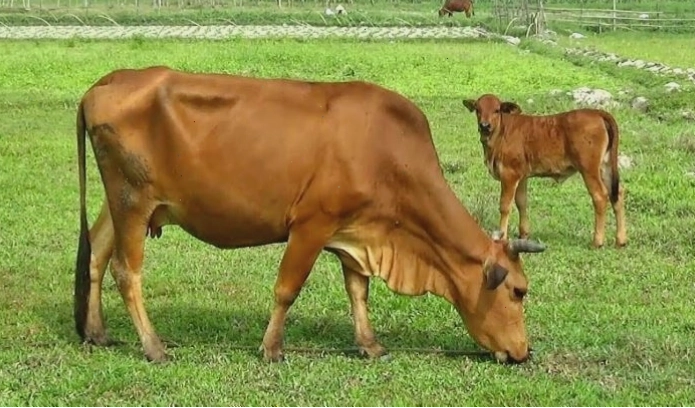 Bé gái âu yếm bên chú chó cưng