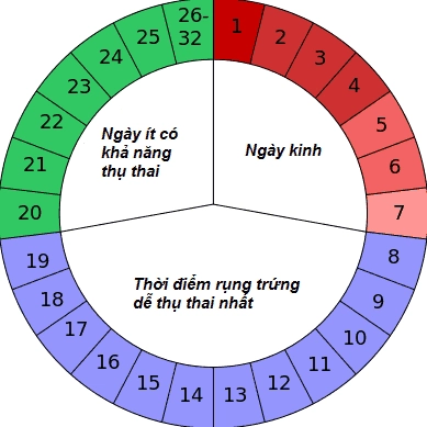 Cách Tính Ngày Rụng Trứng Chính Xác Để Thụ Thai Hiệu Quả Năm 2026
