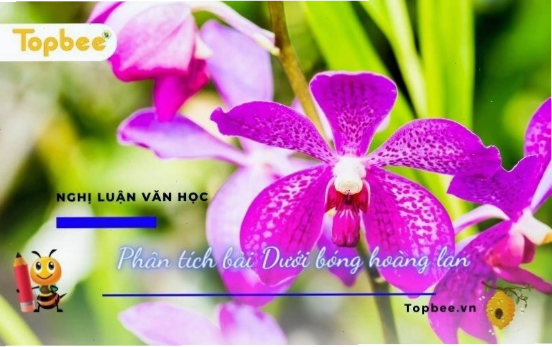 Cận cảnh hoa hoàng lan với hương thơm dịu nhẹ và vẻ đẹp tinh khôi