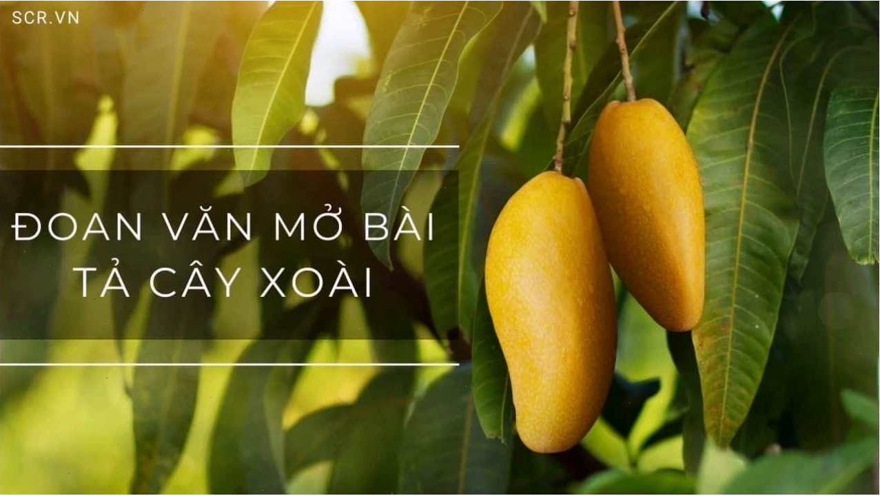 Cận cảnh một chùm xoài chín vàng, hấp dẫn